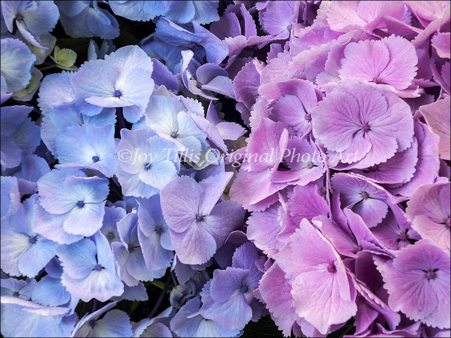 Blue & Pink Hydrangeas