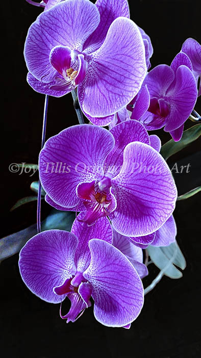 Orchid Fuscia