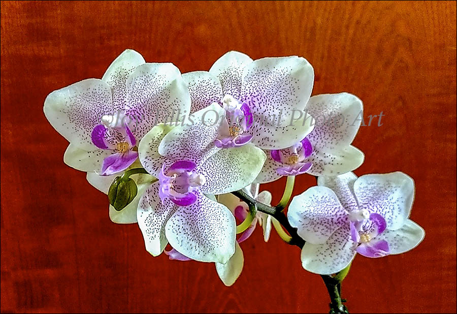 Orchid White Pink