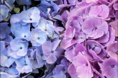 Blue & Pink Hydrangeas