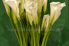 Calla Lilies