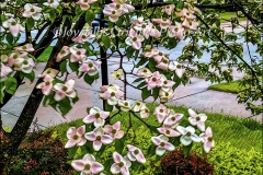 Dogwood Tree