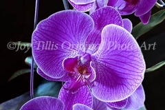 Orchid Fuscia