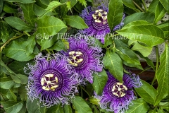 Passion Flowers