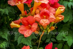 Trumpet Vine