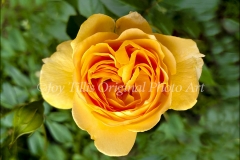 Yellow Rose Of Fidelity