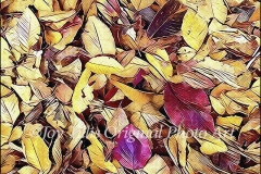 Seasons: Fall Leaves