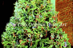 O Christmas Tree