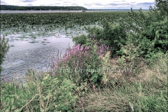 Lilypads Near Nauvoo