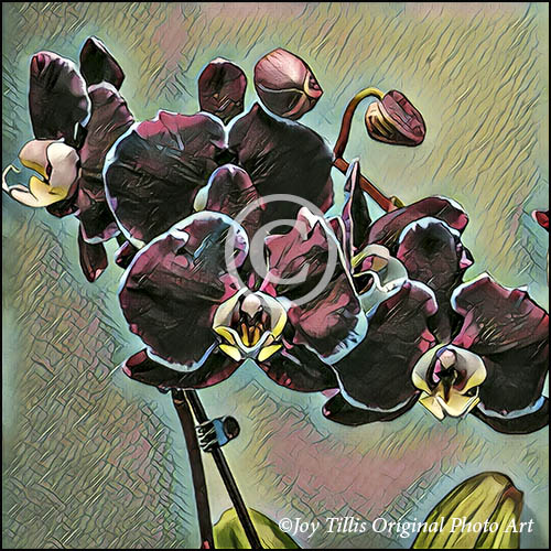 Purple Splendor orchids photo by Joy Tillis.