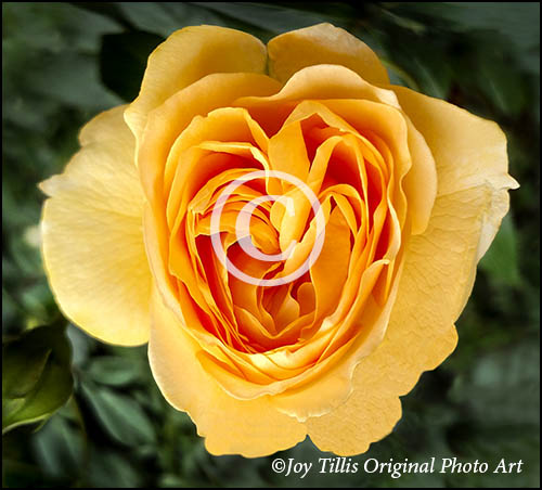 Yellow Rose Of Fidelity by Joy Tillis