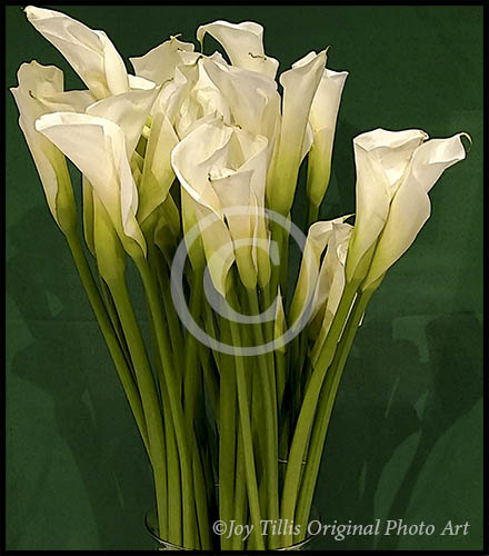 Calla Lilies by Joy Tillis Original Photo Art